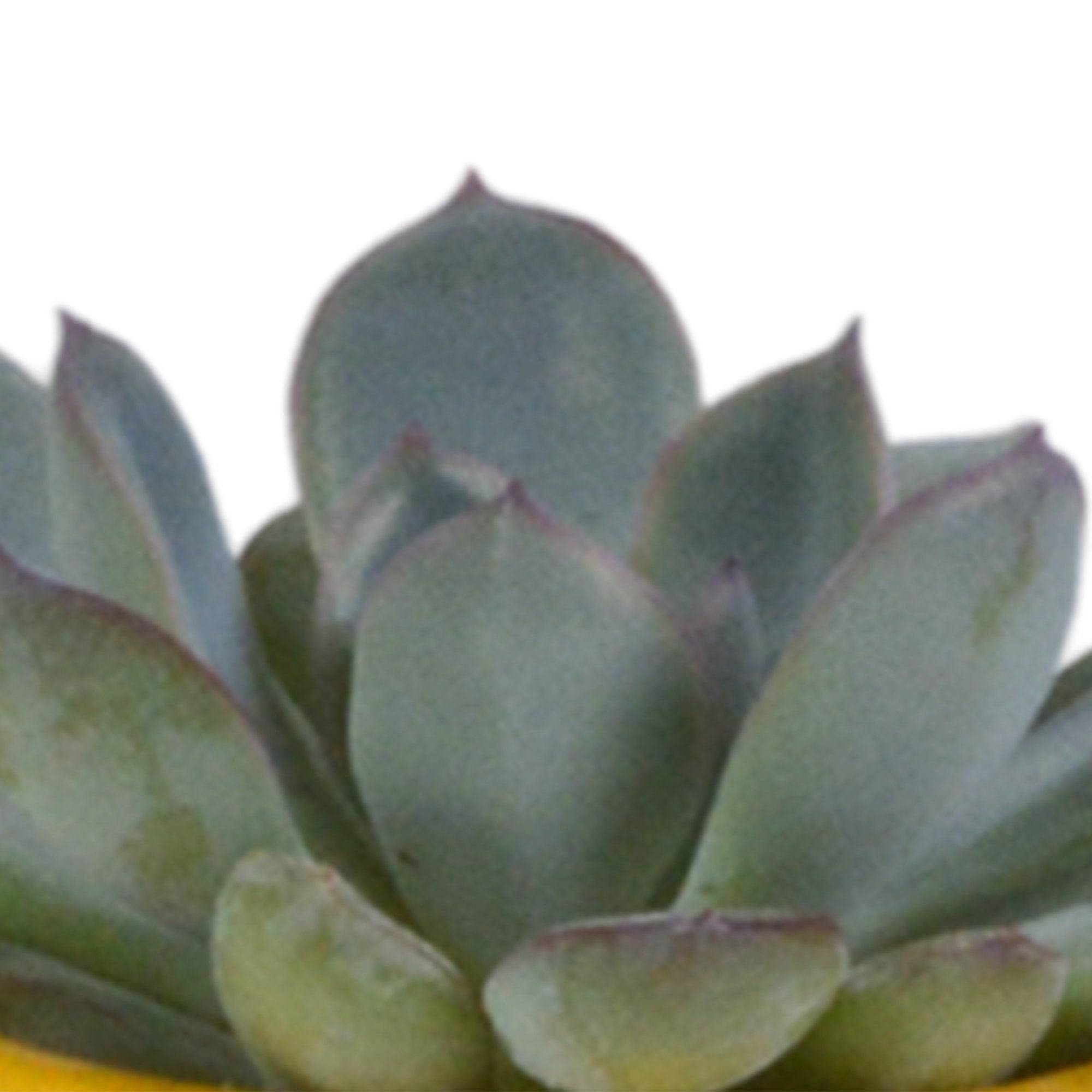 Mix de 5 succulentes et leurs caches-pots colorés h13cm- La Green Touch - Image 3