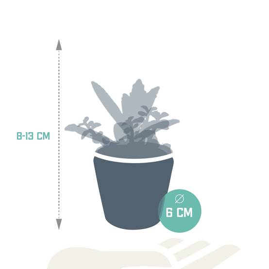 Mix de 5 succulentes et leurs caches-pots colorés h13cm- La Green Touch - Image 8