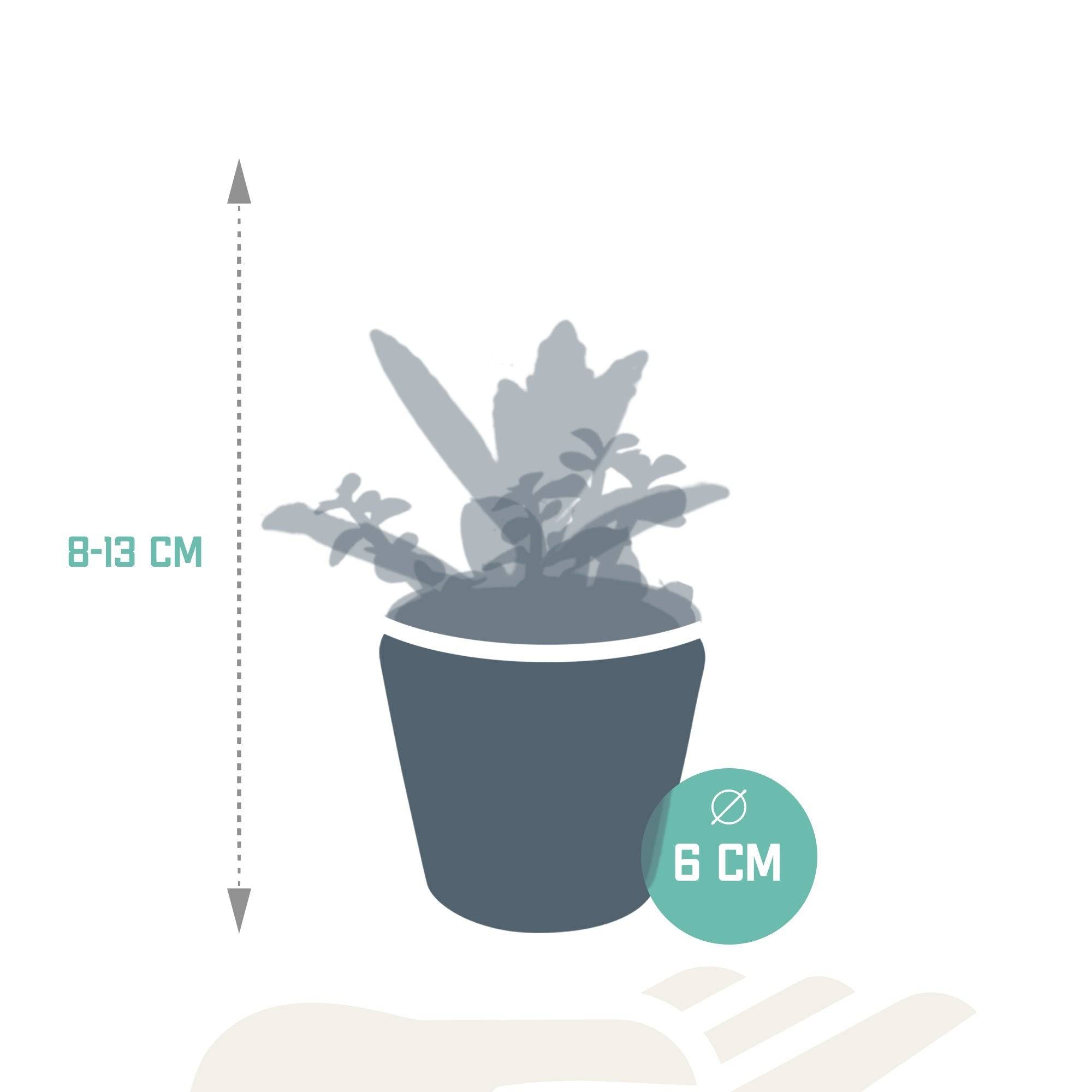 Mix de 5 succulentes et leurs caches-pots colorés h13cm- La Green Touch - Image 8