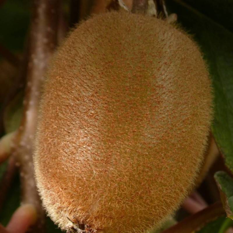 Kiwi Solo (autofertile) à fleurs Blanche/Jaune - feuillage Caduc - Godet - 5/20 cm - Image 6