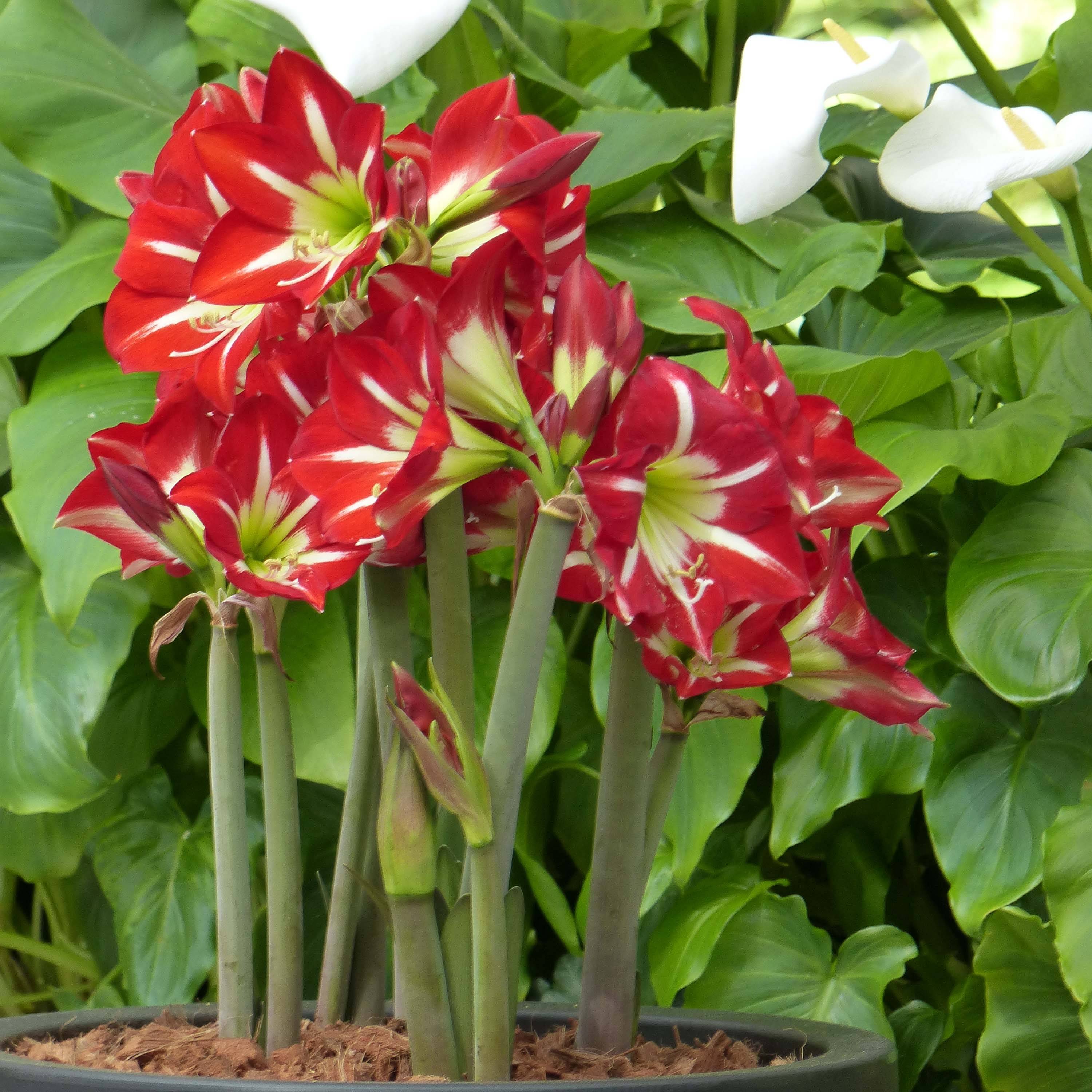 Promesse de Fleurs - Amaryllis sonatini Balentino - Hippeastrum Bulbe calibre 14/16
