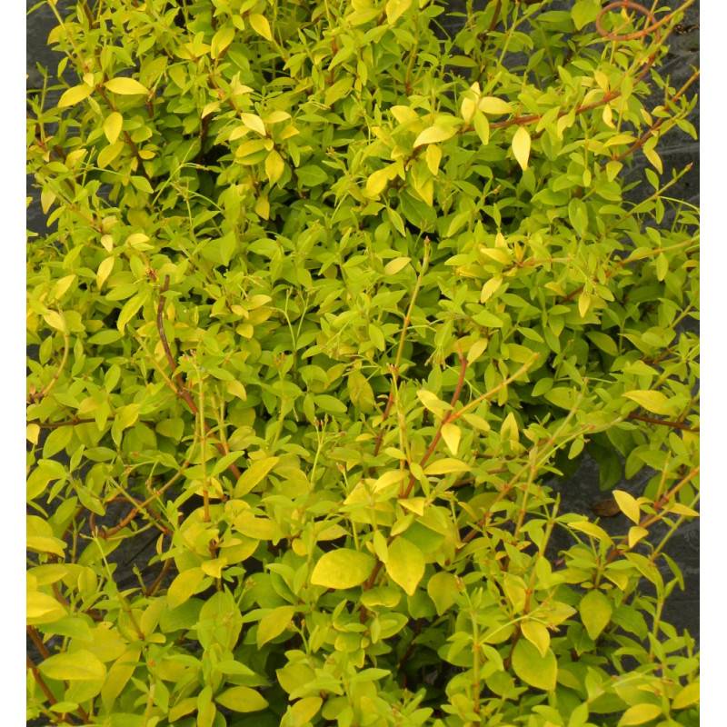 Jasmin étoilé Golden Memories® à fleurs Jaune - feuillage Persistant - Godet - 5/20 cm-  hauteur à maturité De 3,00 m à 5,00 m - Image 5