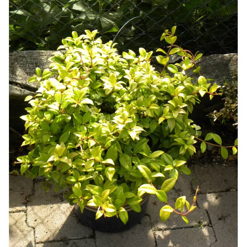Jasmin étoilé Golden Memories® à fleurs Jaune - feuillage Persistant - Godet - 5/20 cm-  hauteur à maturité De 3,00 m à 5,00 m - Image 3