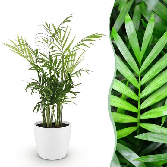 La Green Touch - Chamaedorea Elegans - H40cm - Image 1