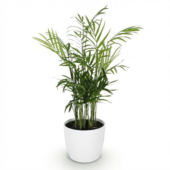 La Green Touch - Chamaedorea Elegans - H40cm - Image 3