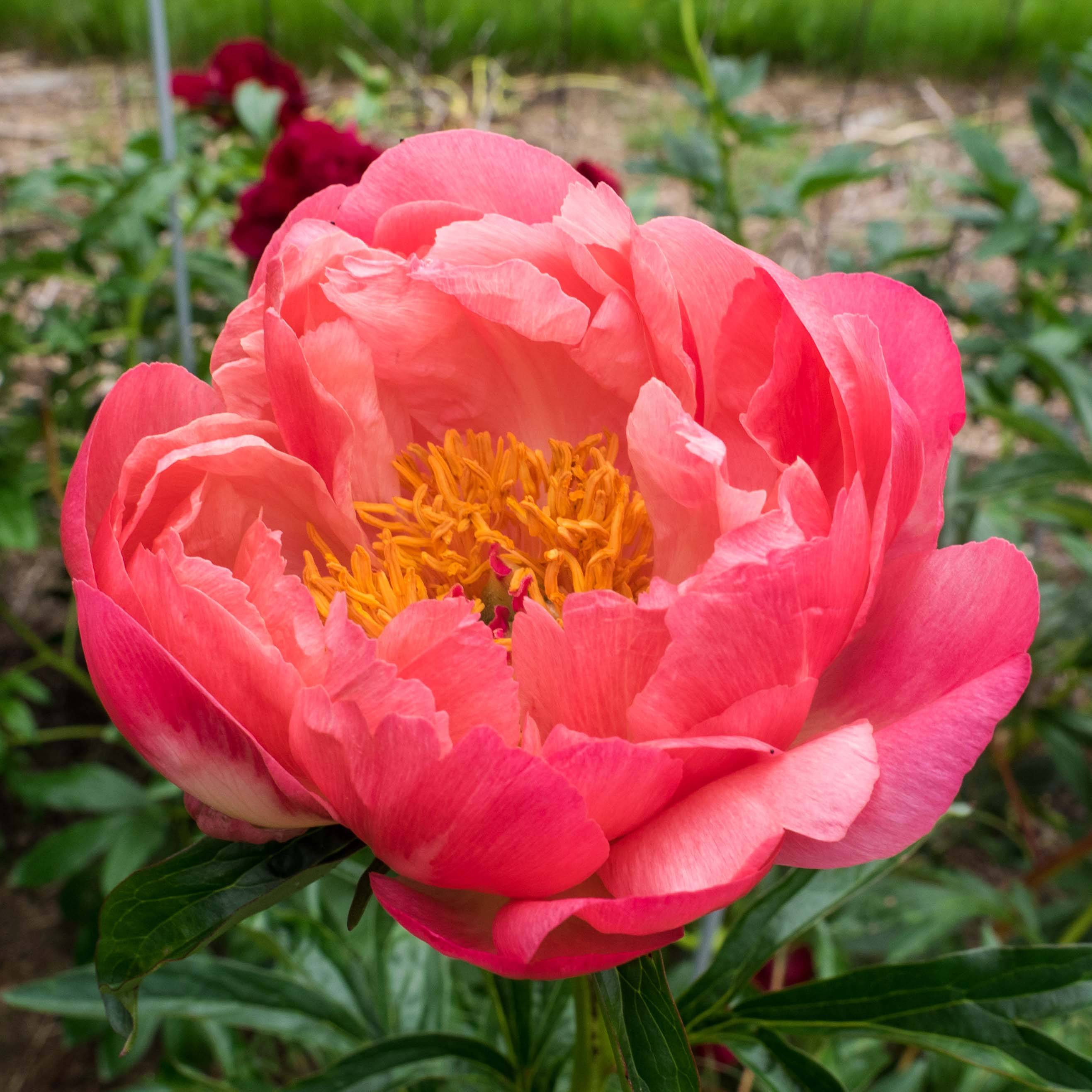 Promesse de Fleurs - Pivoine lactiflora Coral Charm Pot de 3L/4L