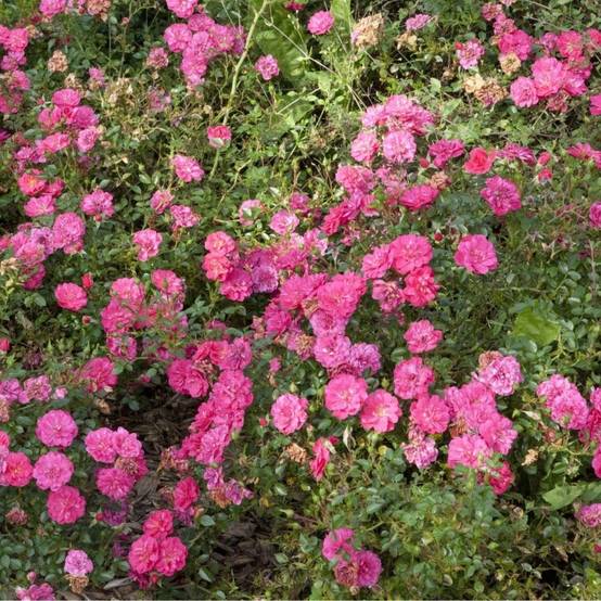 Rosier Sans Contraintes Knirps Pot de 3L/4L