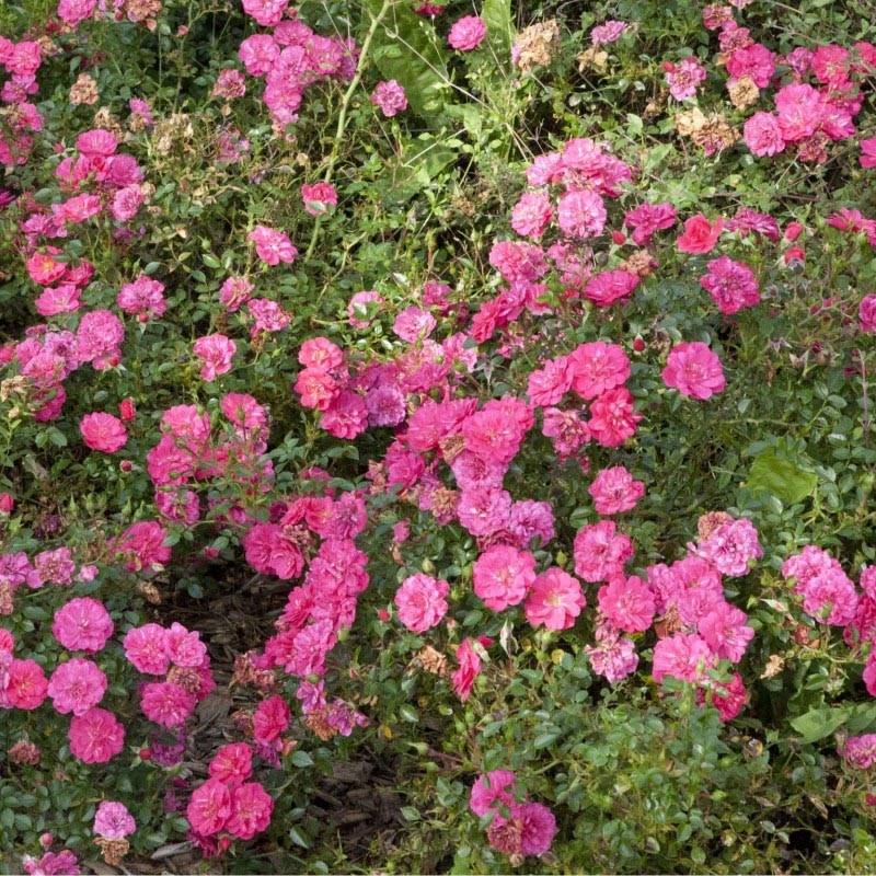Rosier Sans Contraintes Knirps Pot de 3L/4L