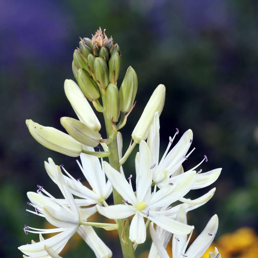 Promesse de Fleurs - Camassia leichtlinii Blanc Bulbe calibre 14+ (par 5)