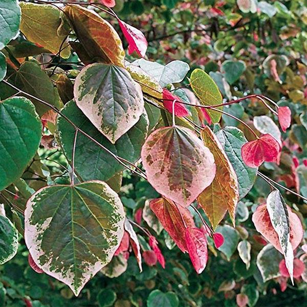 Promesse de Fleurs - Cercis Carolina Sweetheart - Gainier du Canada panaché Pot de 3L/4L