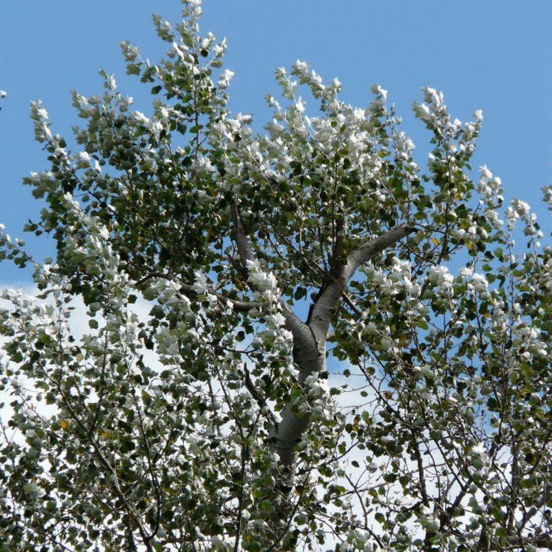 Peuplier blanc (Populus alba) - Godet - Taille 30/50cm - Pépinières Naudet - Image 1