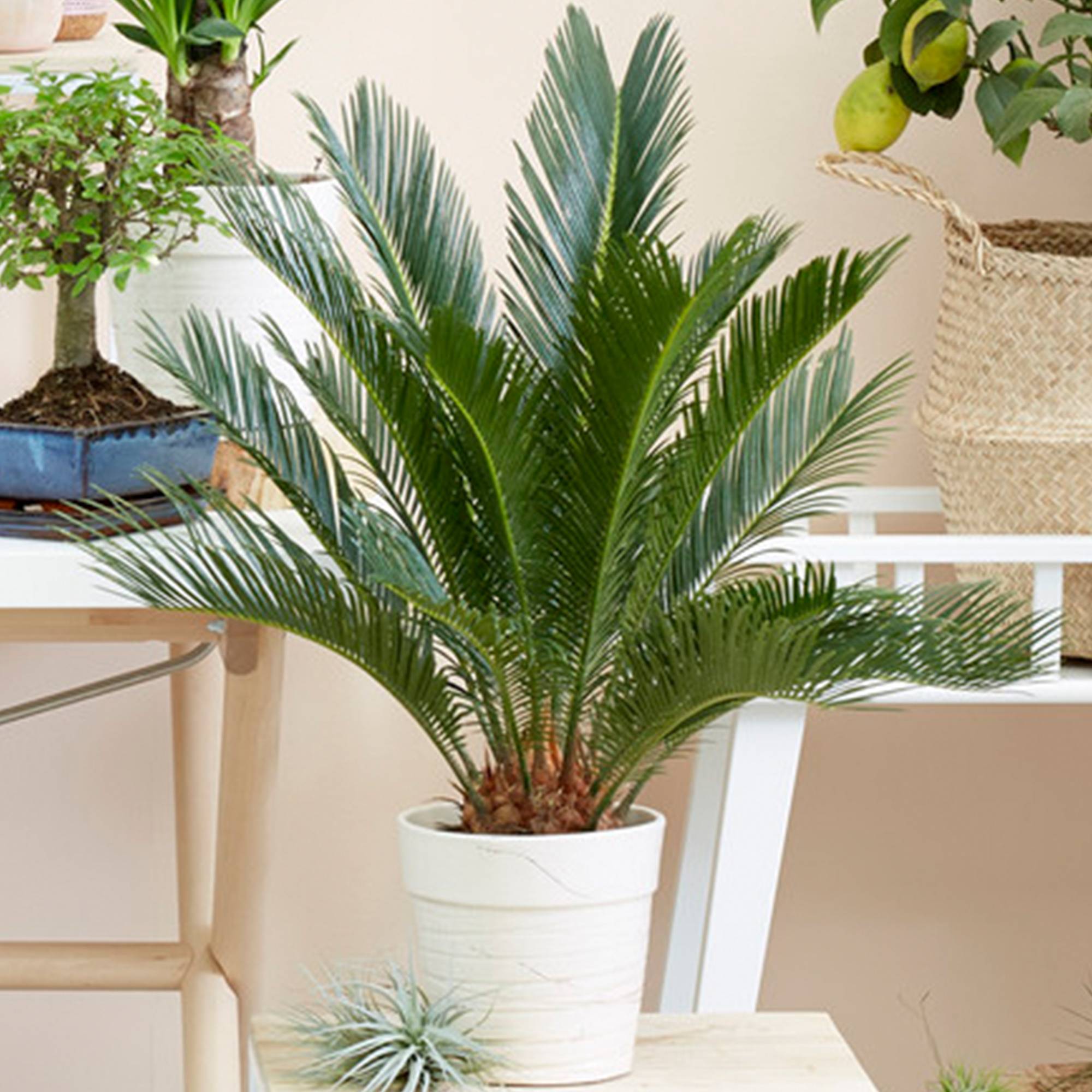 Gardenersdream - Plante D'Intérieur Cycas Revoluta | Idéal Pour La Maison Ou Le Bureau | De 30 À 40 Cm En Pot - GardenersDream