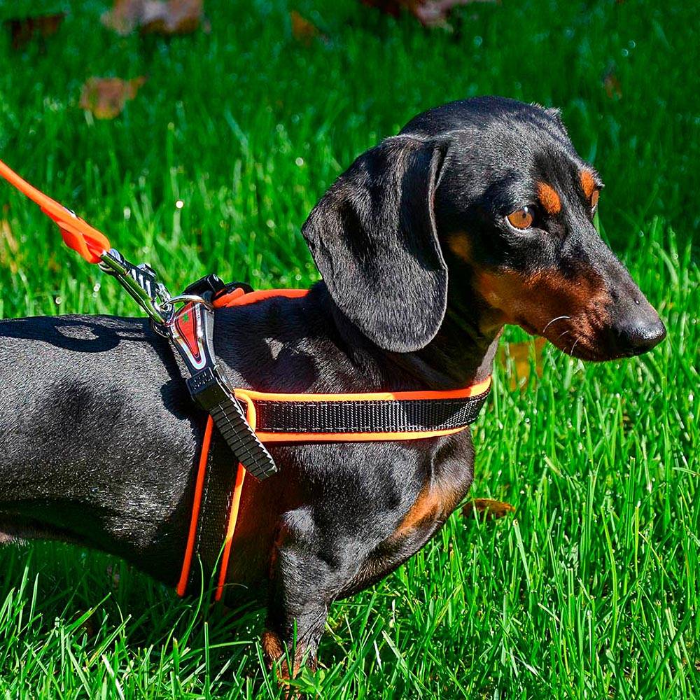 Ferplast - Ferplast Harnais ergonomique pour chiens AGILA FLUO 4, ajustement parfait, fermeture pratique avec lacet, rembourrage souple, A=B 42÷70 cm 20 mm Bleu - Image 4