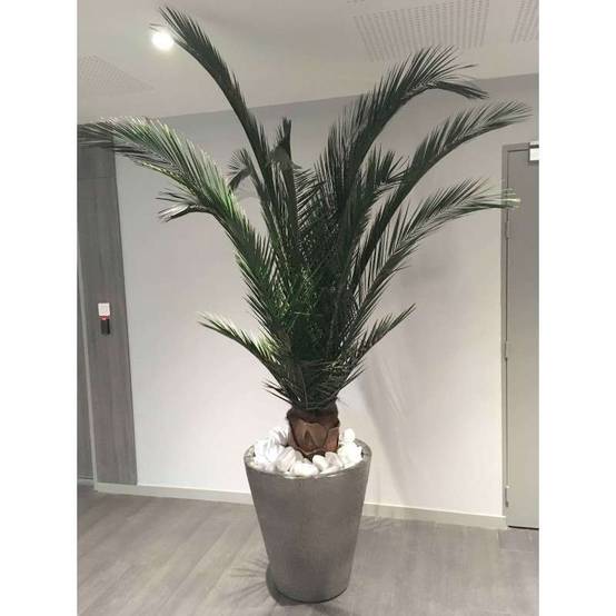 Palmier Naturel Stabilisé Phoenix - Palmier stabilisé - Palmier d'intérieur - 200 cm
