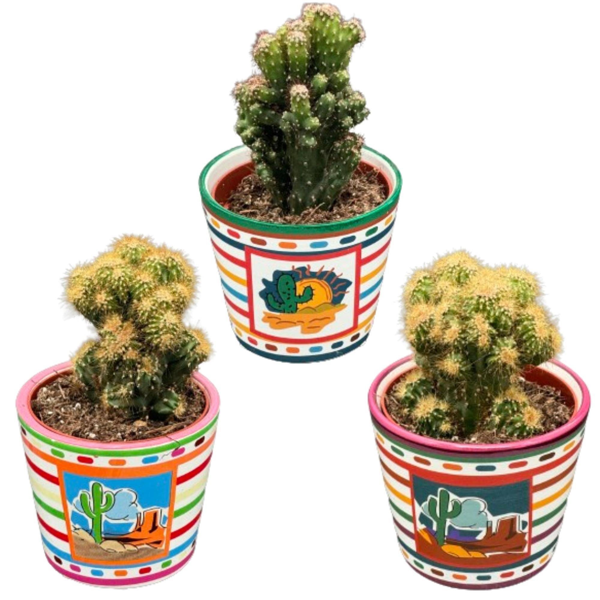 Trio Cactus Rotsen - Origine Mexique- La Green Touch