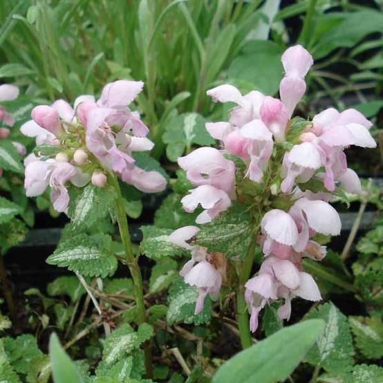 Promesse de Fleurs - Lamium maculatum Shell Pink - Lamier rose Godet de 8/9 cm