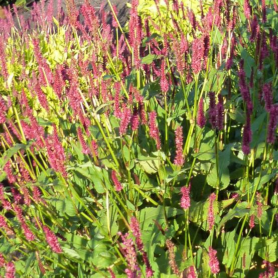 Renouée - Persicaria amplexicaulis JS Delgado Macho Godet de 8/9 cm