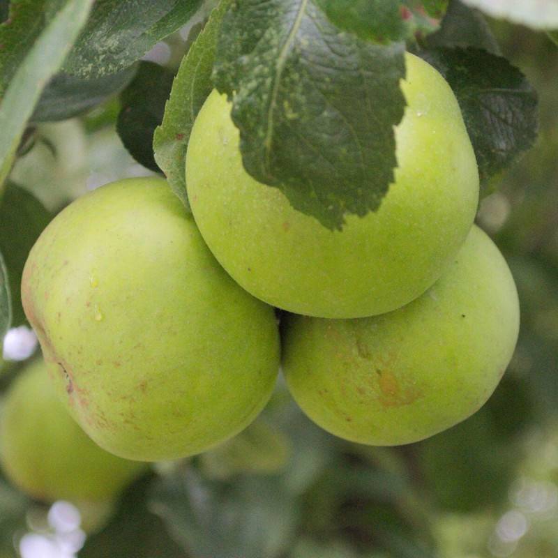 Pommier Calville Blanc - Bon rendement - Pot de 12L - 1/2 tige - 150/175 cm - De 3,00 m à 5,00 m - Image 6