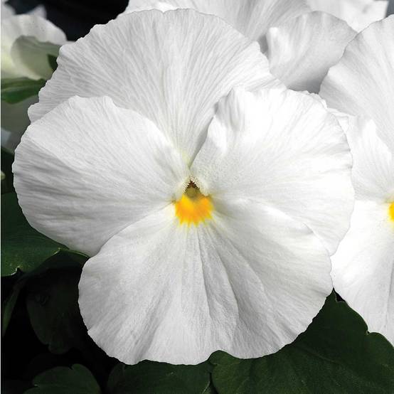 Promesse de Fleurs - Pensée Carrera White Mini-motte Ø 3/4 cm (par 5)
