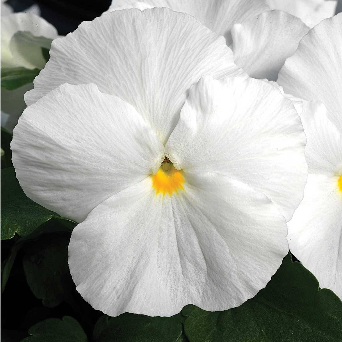 Promesse de Fleurs - Pensée Carrera White  Mini-motte Ø 3/4 cm (par 5)