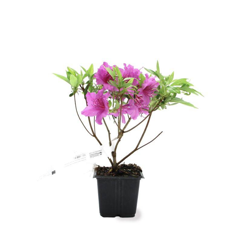 Rhododendron du Japon 'Purple Splendor' (Azalea japonica 'Purple ...