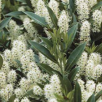 Promesse de Fleurs - Laurier Cerise Zabeliana - Prunus laurocerasus Pot de 2L/3L