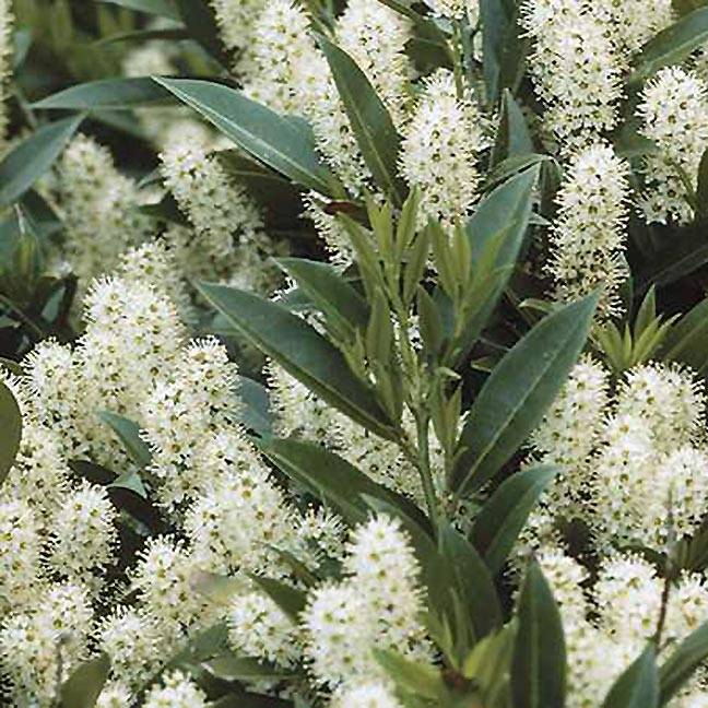 Promesse de Fleurs - Laurier Cerise Zabeliana - Prunus laurocerasus Pot de 2L/3L