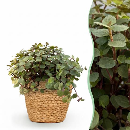 La Green Touch - Callisia repens - Callisie rampante - Panier en jonc de mer inclus - Pot Ø14 cm, H 20 cm - Image 1