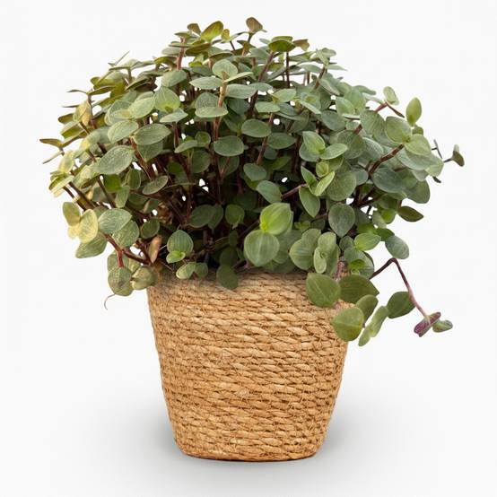 La Green Touch - Callisia repens - Callisie rampante - Panier en jonc de mer inclus - Pot Ø14 cm, H 20 cm - Image 2