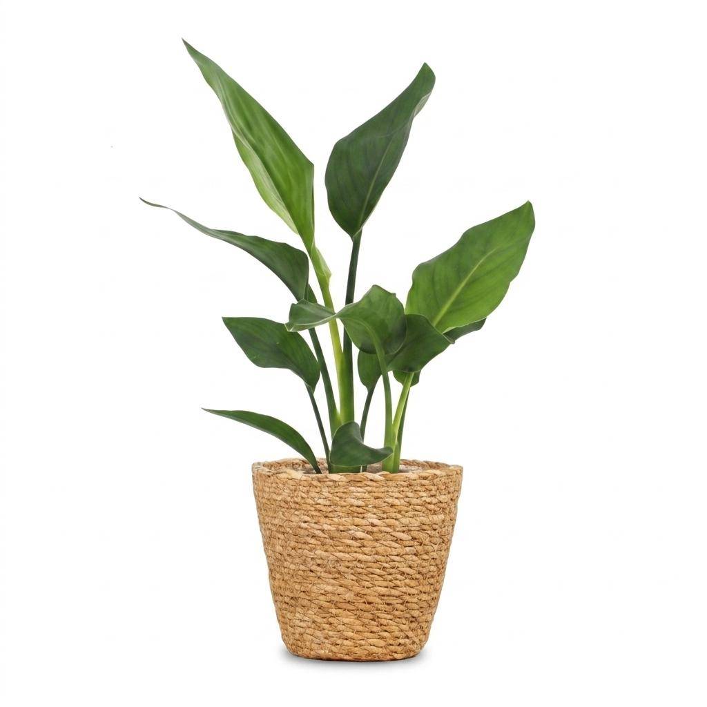 Strelitzia Reginea - Oiseau de paradis - Pot de 12cm - 1 plante - Panier - Plantes d'intérieur - Image 2