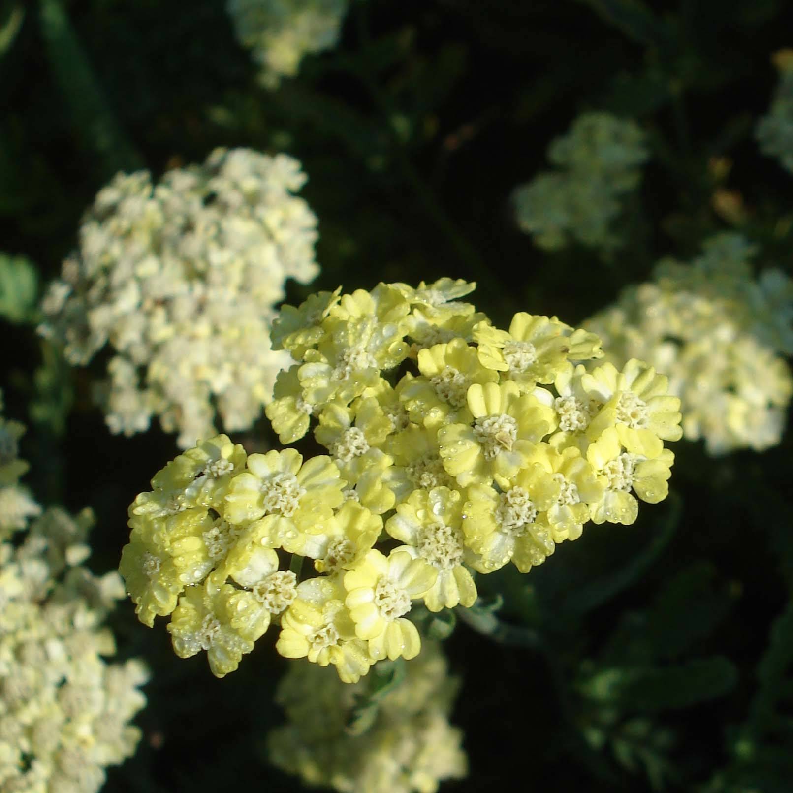Promesse de Fleurs - Achillée taygetea - Achillea taygetea Godet de 8/9 cm