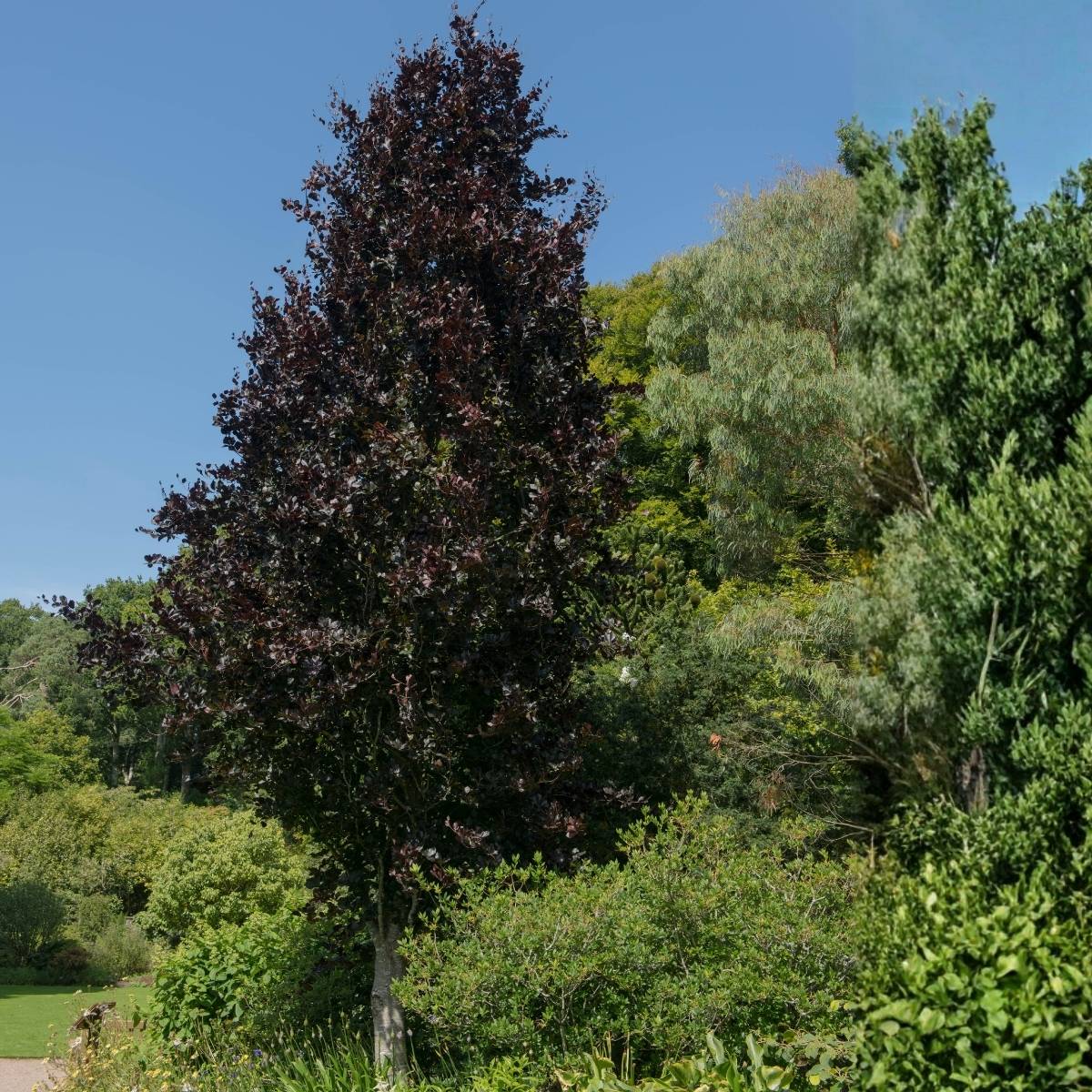 Promesse de Fleurs - Fagus sylvatica Dawyck Purple - Hêtre fastigié pourpre Pot de 4L/5L - Image 1