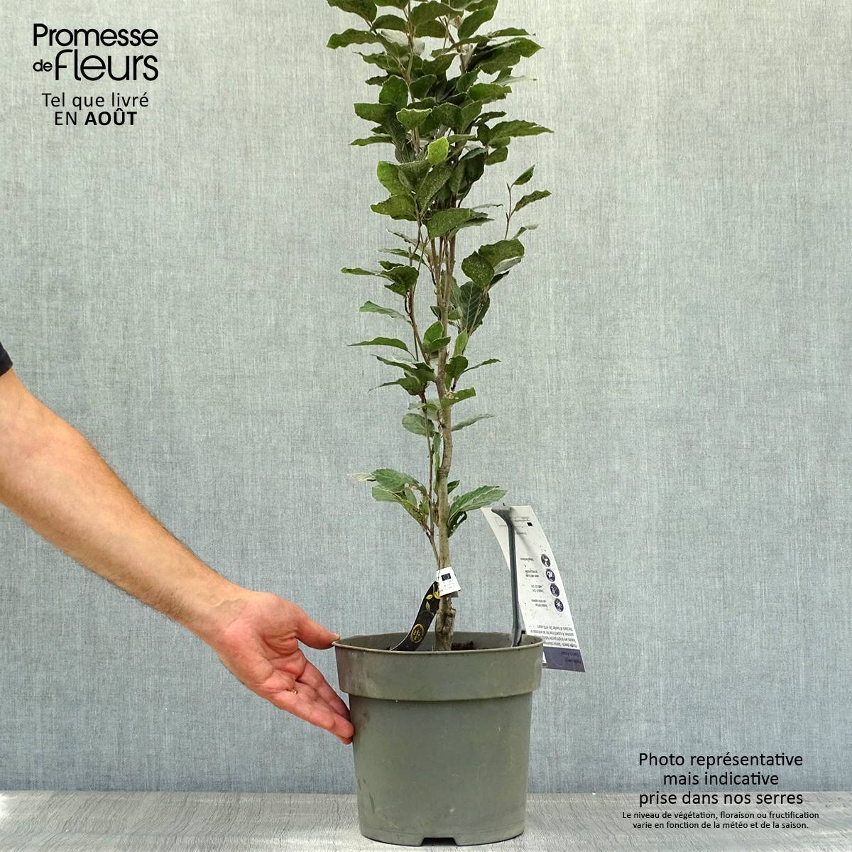 Promesse de Fleurs - Fagus sylvatica Dawyck Purple - Hêtre fastigié pourpre Pot de 4L/5L - Image 2