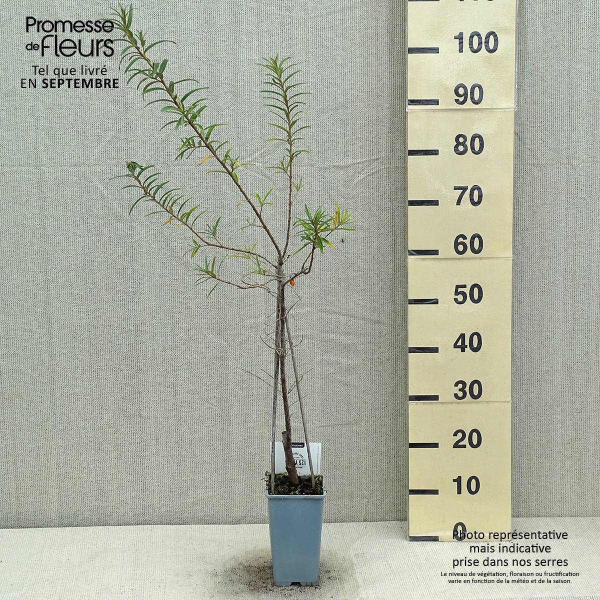 Promesse de Fleurs - Hippophae rhamnoides Pollmix - Argousier Pot de 1,5L/2L - Image 2