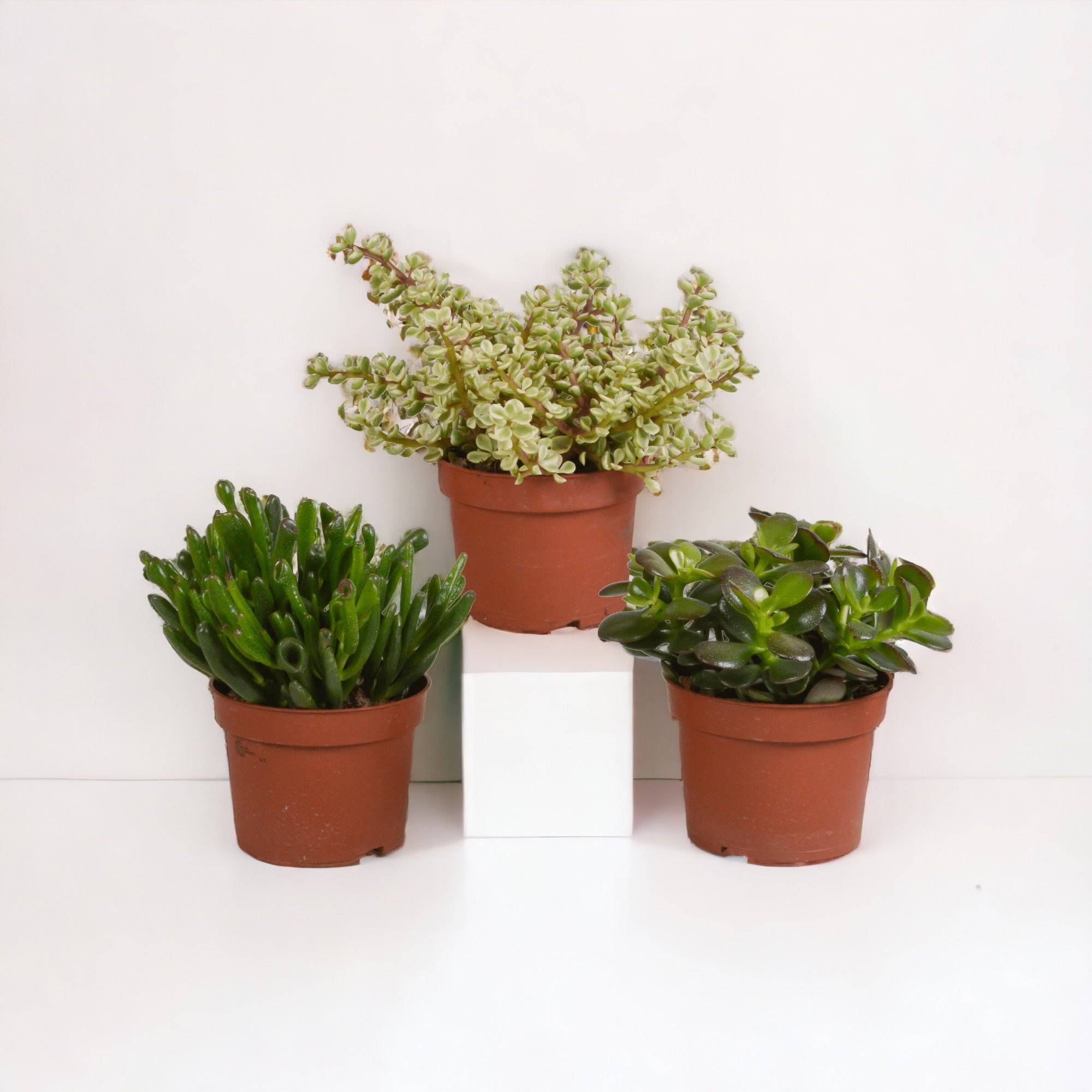 Crassula, box de 3 plantes h21cm- La Green Touch - Image 1