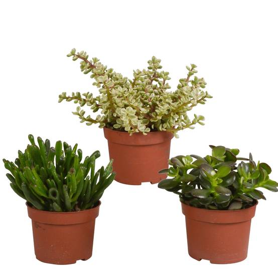 Crassula, box de 3 plantes h21cm- La Green Touch - Image 2
