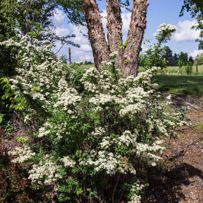 Spirée Snowmound, Spiraea à fleurs Blanche - feuillage Caduc - Pot de 4L - 40/60 cm-  hauteur à maturité De 1,50 m à 2,00 m - Image 3
