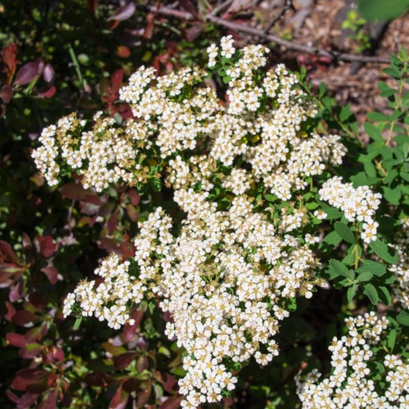 Spirée Snowmound, Spiraea à fleurs Blanche - feuillage Caduc - Pot de 4L - 40/60 cm-  hauteur à maturité De 1,50 m à 2,00 m - Image 6