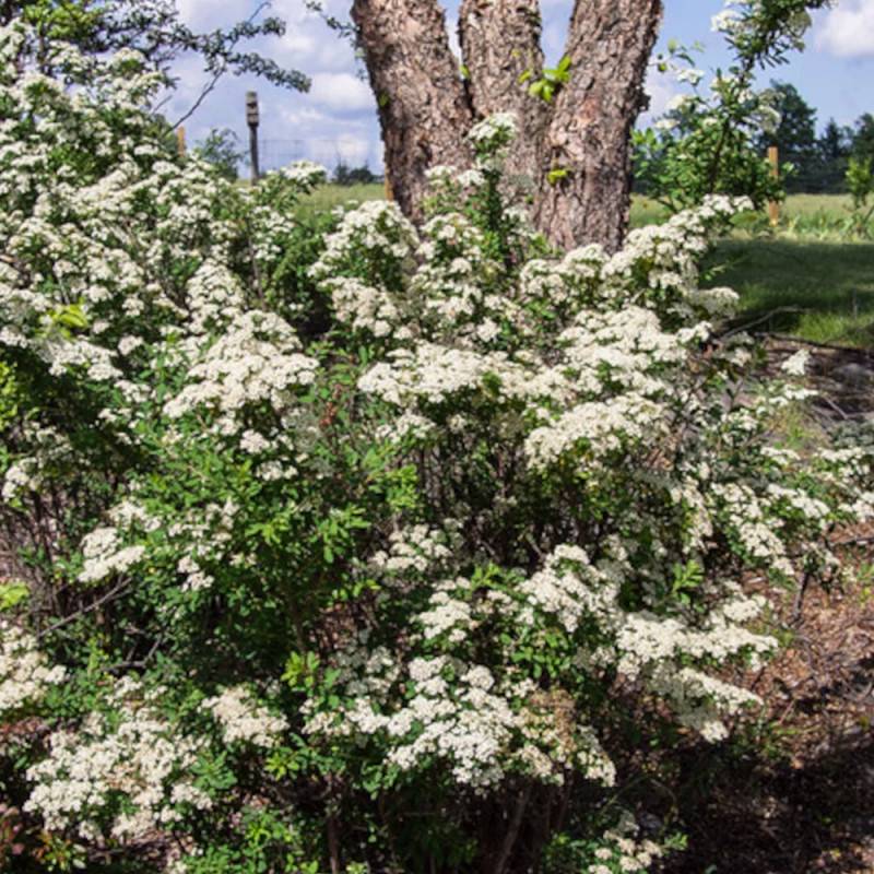 Spirée Snowmound, Spiraea à fleurs Blanche - feuillage Caduc - Pot de 4L - 40/60 cm-  hauteur à maturité De 1,50 m à 2,00 m - Image 5