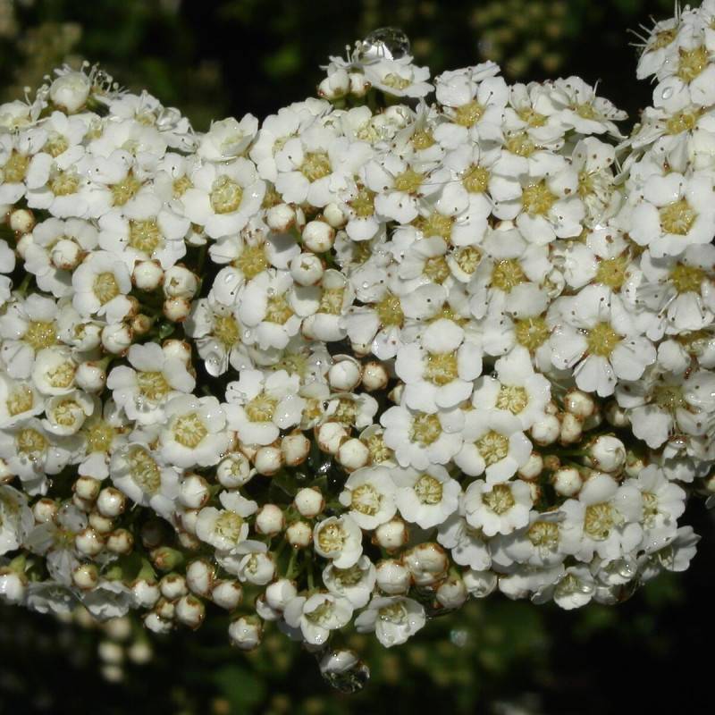 Spirée Snowmound, Spiraea à fleurs Blanche - feuillage Caduc - Pot de 4L - 40/60 cm-  hauteur à maturité De 1,50 m à 2,00 m - Image 1