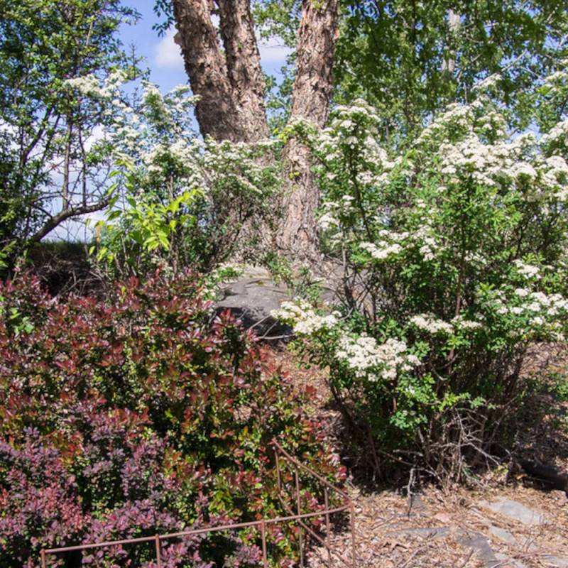Spirée Snowmound, Spiraea à fleurs Blanche - feuillage Caduc - Pot de 4L - 40/60 cm-  hauteur à maturité De 1,50 m à 2,00 m - Image 4