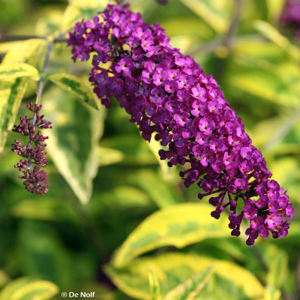 Buddleia davidii Santana - Arbre à papillons panaché Pot de 2L/3L - Image 1