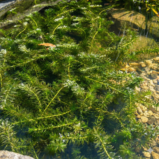 0 - Élodée - Elodea densa - 5 pièces - Plante Oxygénante - Bassin - Image 3