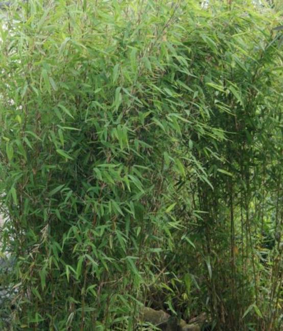 0 - Fargesia Obelisk (murielae x nitida) (Bambou non traçant) Pot 45 Litres - 175/200cm - 14/24 cannes - Image 2