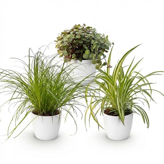 Cyperus - H30cm - Image 3