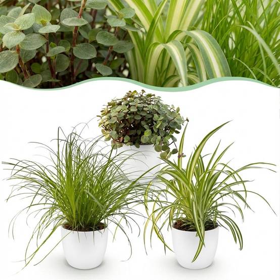 Cyperus - H30cm - Image 2