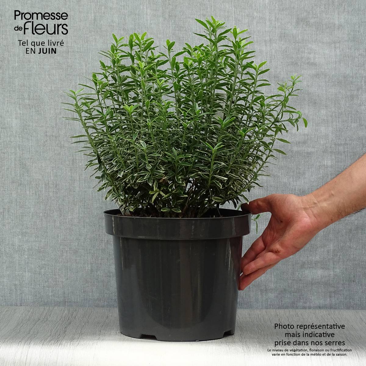 Promesse de Fleurs - Euonymus japonicus Microphyllus Albovariegatus - Fusain du Japon Pot de 7,5L/10L - Image 2