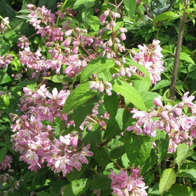 Deutzie Tourbillon Rouge, Deutzia à fleurs Rouge/Rose - feuillage Caduc - Pot de 4L - 40/60 cm - Image 2