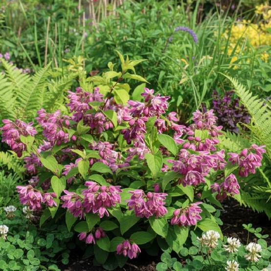 Deutzie Tourbillon Rouge, Deutzia à fleurs Rouge/Rose - feuillage Caduc - Pot de 4L - 40/60 cm - Image 4