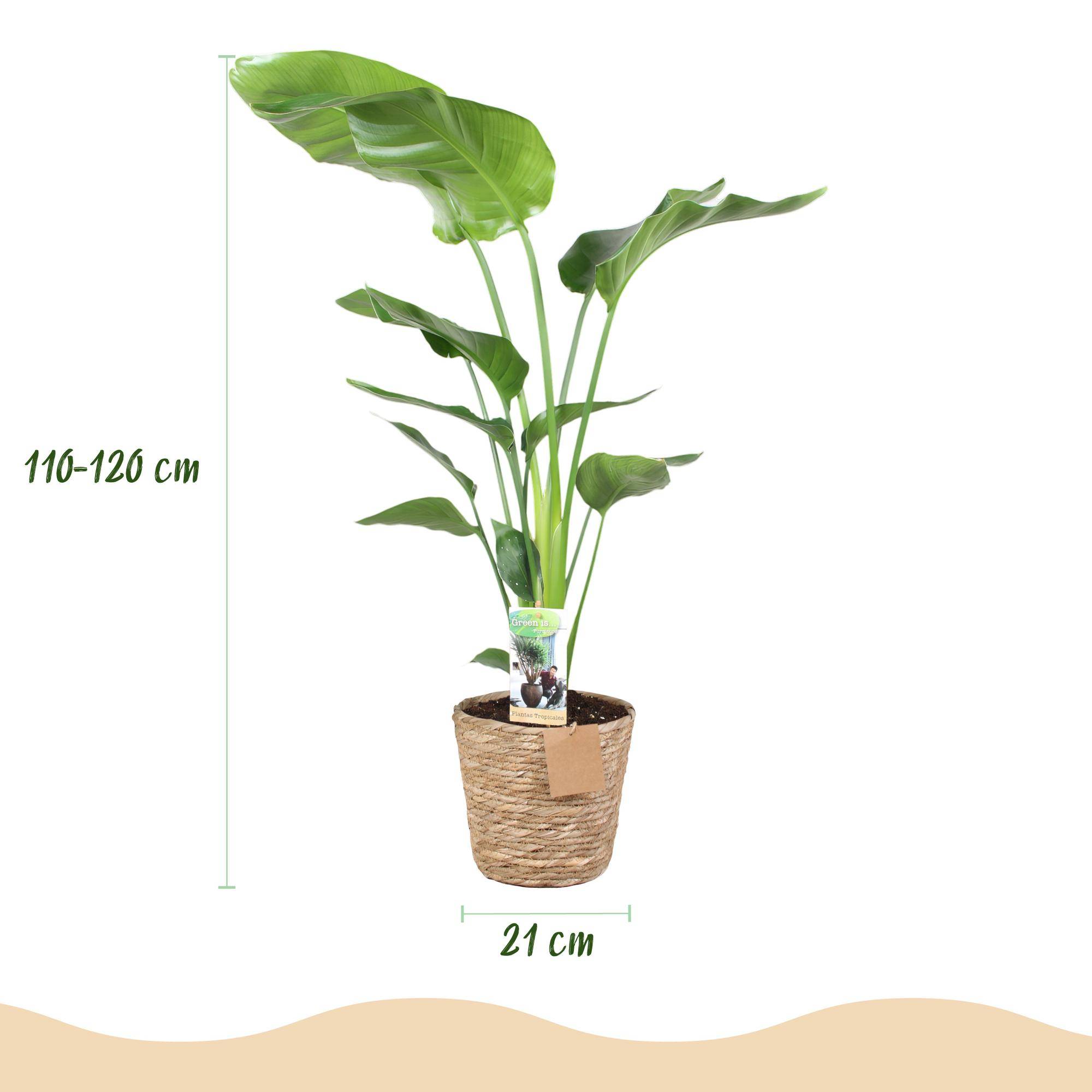 Strelitzia Nicolai - Pot de 21cm - Panier - Plantes d'intérieur - Image 3